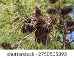 Pine tree and pine cone