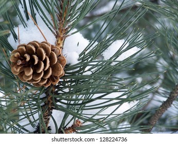 Pine Tree Cone