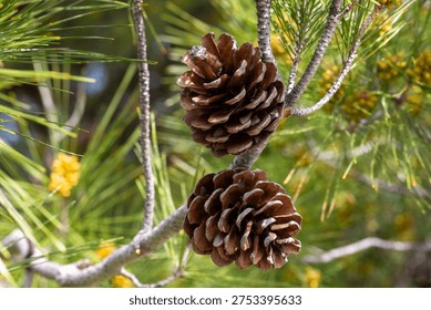 Pine tree and pine cone