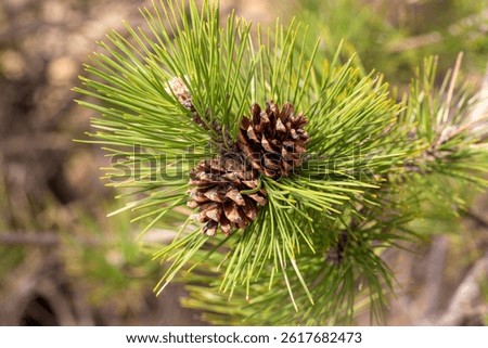 Pine tree and pine cone