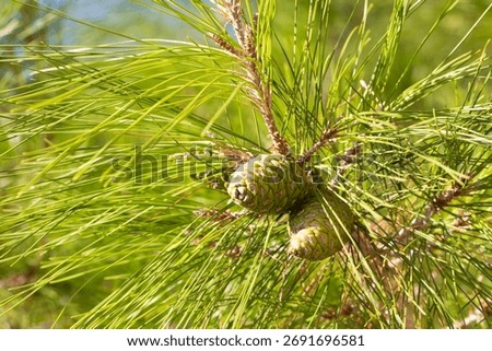 Pine tree and pine cone