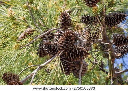 Pine tree and pine cone