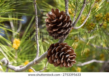 Pine tree and pine cone