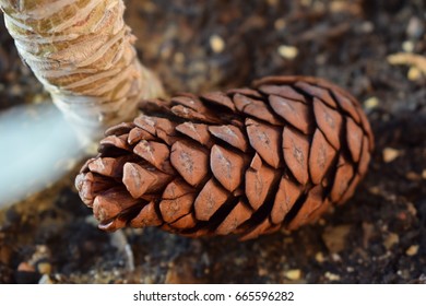 A pine tree pine cone closed