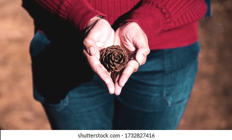 Pine Tree cone in the hand