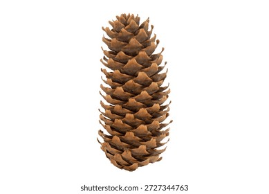 Pine tree cone isolated on white background. 