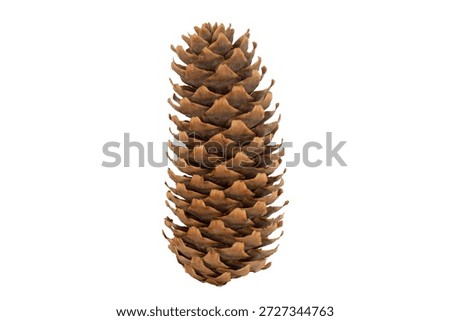 Pine tree cone isolated on white background. 