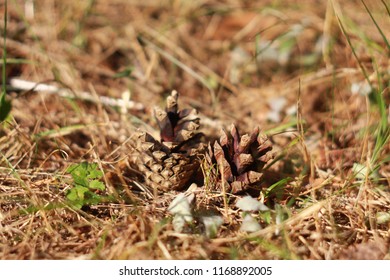 Pine tree cones