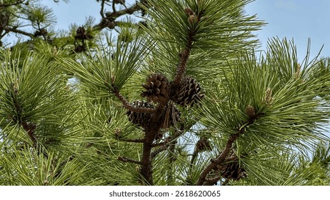 a pine tree with pine cones