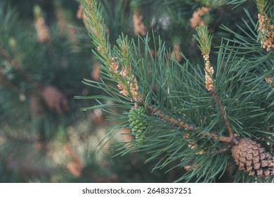Pine tree with cones close-up, branches and cones