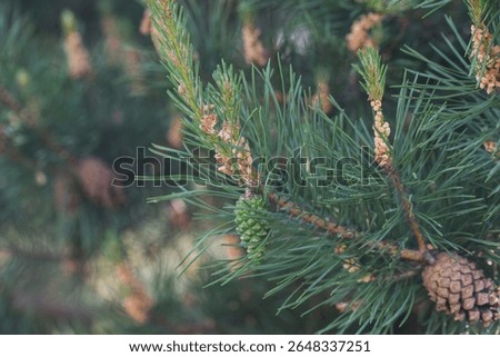 Pine tree with cones close-up, branches and cones