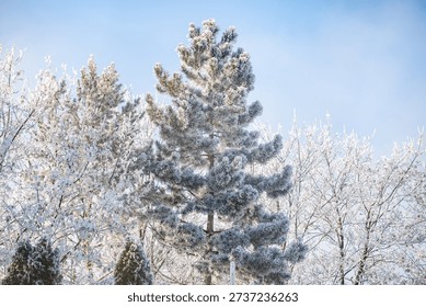 Pine tree covered by white frozen beauty
