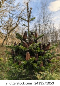 Pine tree covered in pine cones