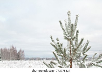 pine tree covered with snow