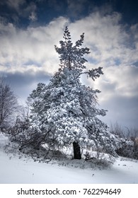 Pine tree covered with snow in winter