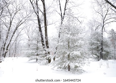 Pine Tree Covered In Snowy Pine Needles