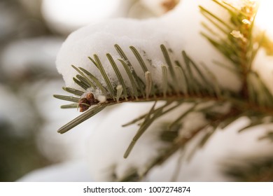 Pine tree covered in white snow.