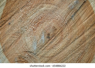 Pine tree cross section close-up timber background