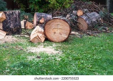 Pine Tree Cutted Firewood In Yard