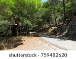 Pine tree, cyprus