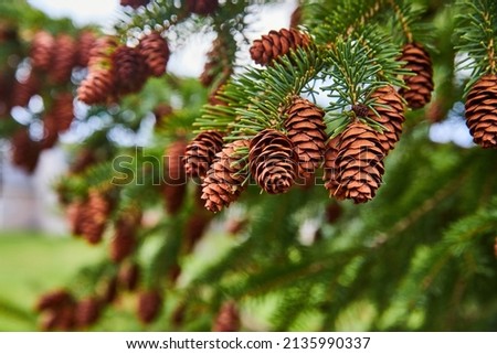 Pine tree detail covered in pinecones