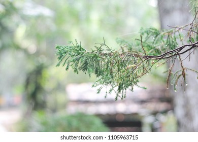 Pine tree with dew water drops in bright day