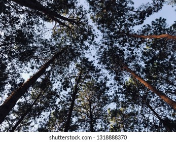 Pine tree Dim light