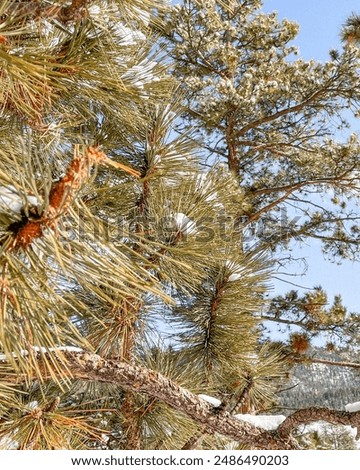 Similar – Pine cones Tree Detail