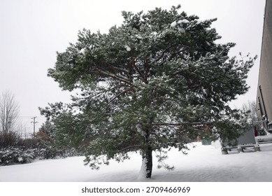 Pine Tree Dusted in Winter Snow