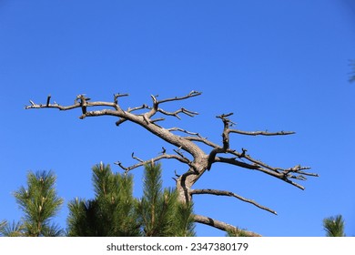 A pine tree is dying.