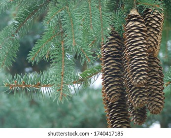 Pine tree evergreen forest with delicate needles and hanging pine cones