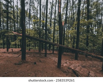 The pine tree fell down due to the wind.