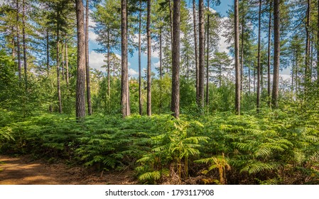 Pine Tree And Fern Forest Landscape.