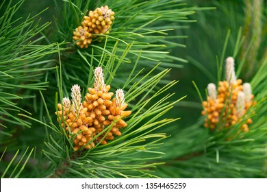 Pine Tree Flower Closeup Of Wilding Pinus Radiata.