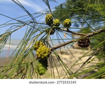 pine tree flowers background blusky