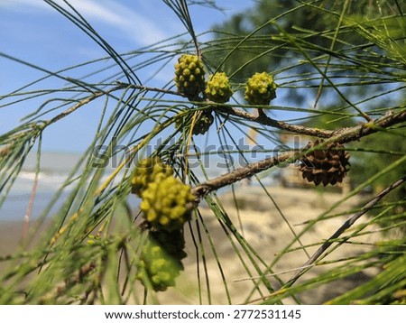 pine tree flowers background blusky