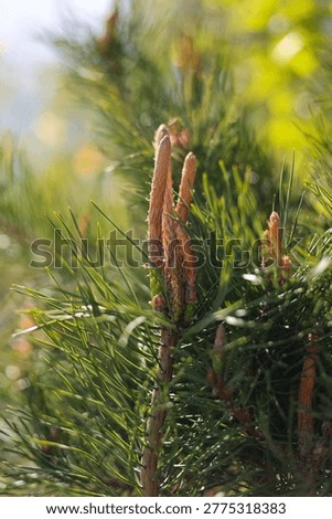 Pine tree flowers and needles