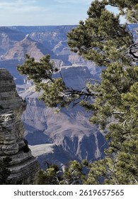 A Pine tree in the foreground of the GrandCanyon in the South Rim
