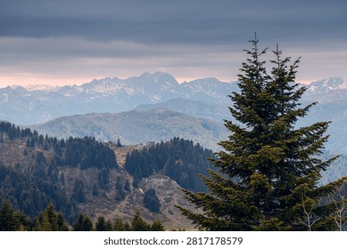 Pine tree foregrounding an alpine mountain range with evergreen forest and hints of snow under a dramatic sky
