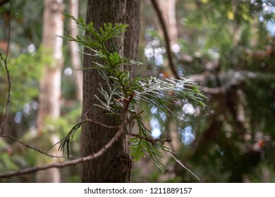 Pine tree in the forest