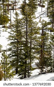 Pine tree forest