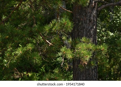 pine tree in the forest
