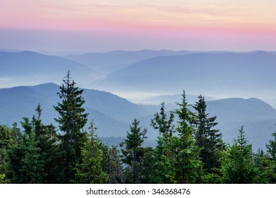 Pine Tree Forest