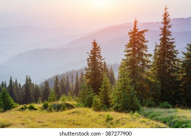 forest trees Images, Stock Photos & Vectors | Shutterstock