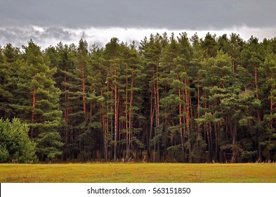 Pine Tree Forest