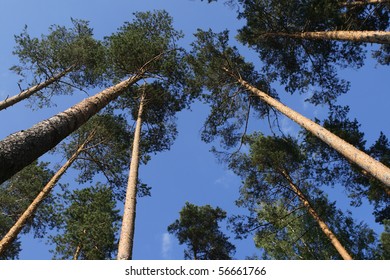 Pine tree forest.