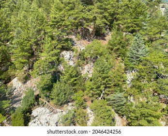 pine tree forest from above.