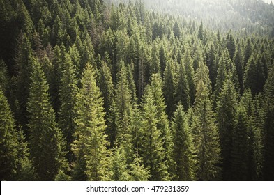 pine tree forest from above