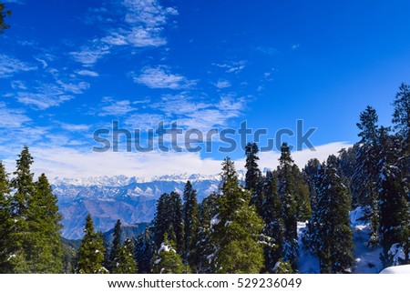  Pine tree forest after snowfall during winter trek in Dalhousie town of Himachal Pradesh India