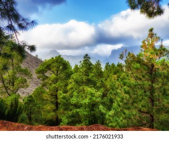 Pine tree forest with a blue cloudy sky in autumn. Landscape of a hill overlooking a green environment. Wild discovery and exploration in nature in the mountains of La Palma, Canary Islands, Spain